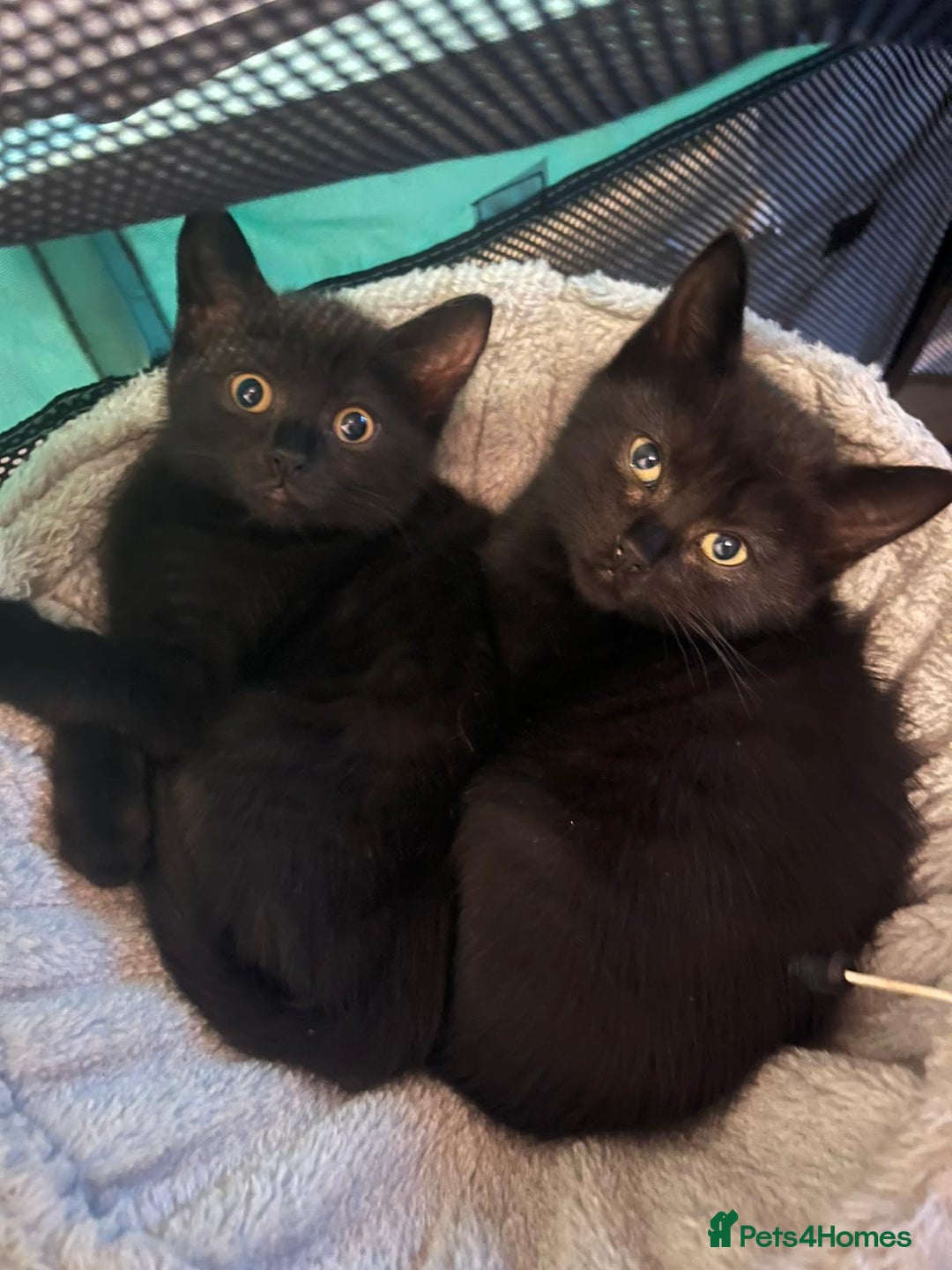 Brazilian Shorthair cats for sale: British short hair x siamese - Advert 1