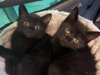 Brazilian Shorthair cats British short hair x siamese - Advert 1