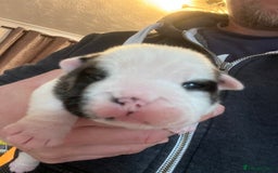 English Bulldog dogs for sale: English bulldogs - Advert 38