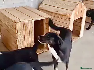 Mixed Breed dogs Harper, 18 months. Available for adoption. - Advert 2