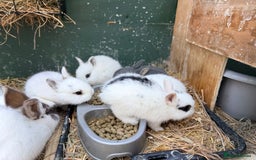 Netherland Dwarf rabbits for sale: Beautiful tamed Bunnies for sale  - Advert 16