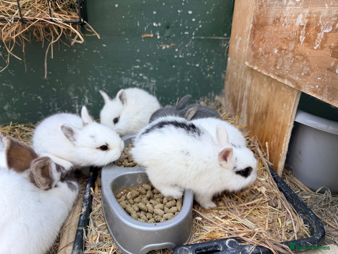 Netherland Dwarf rabbits for sale: Beautiful tamed Bunnies for sale  - Advert 16