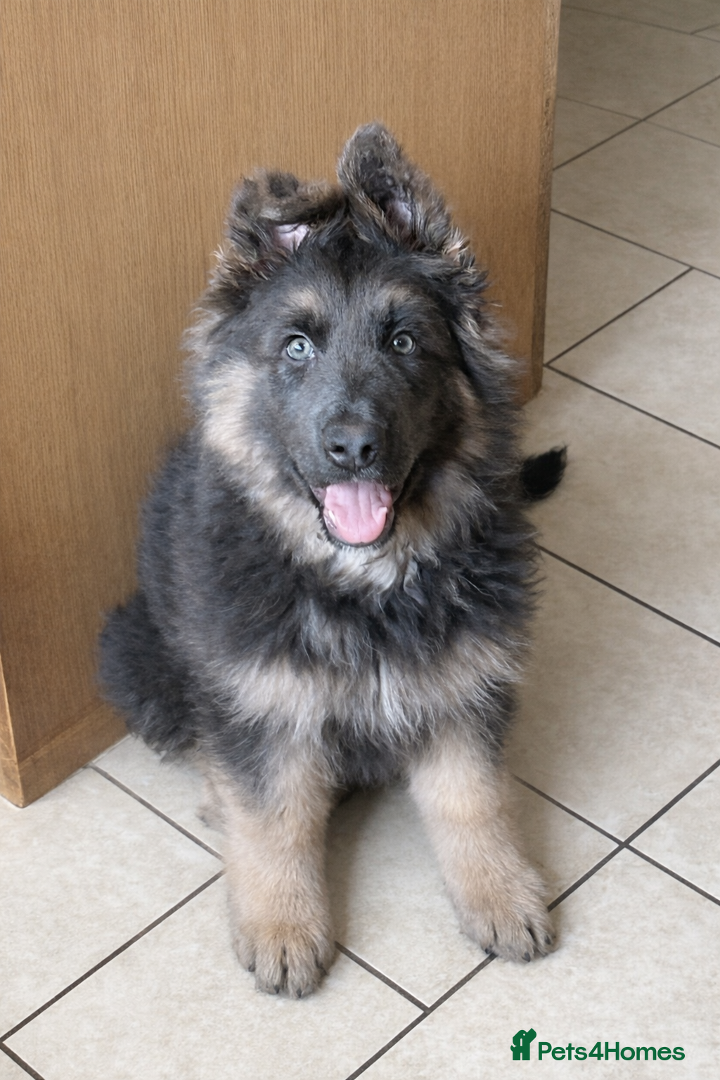 German Shepherd dogs Stunning blue German shepherd puppies  - Advert 2
