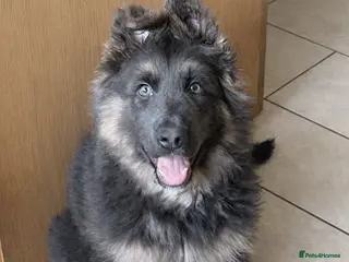 German Shepherd dogs Stunning blue German shepherd puppies - Advert 2