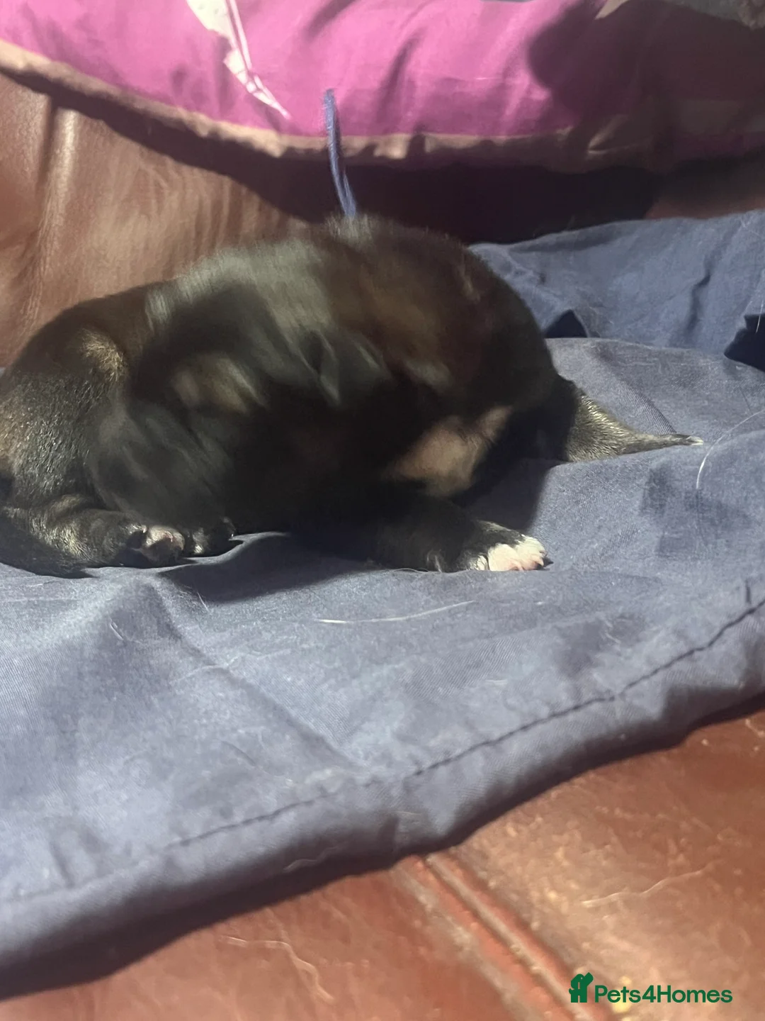 Mixed Breed dogs for sale: Shollies puppies - Advert 12