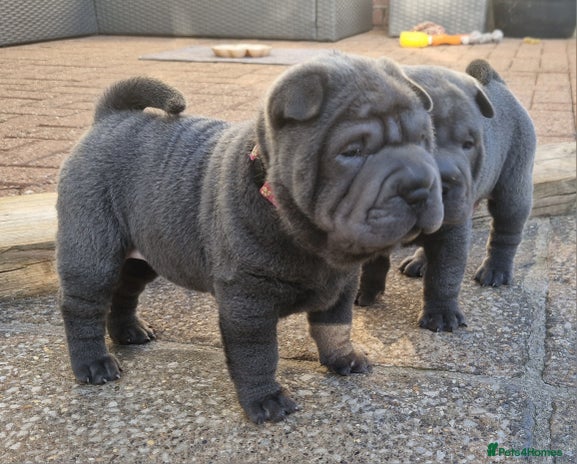 Shar Pei dogs - Advert 8