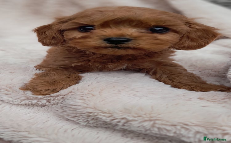 Cavapoo dogs - Advert 3