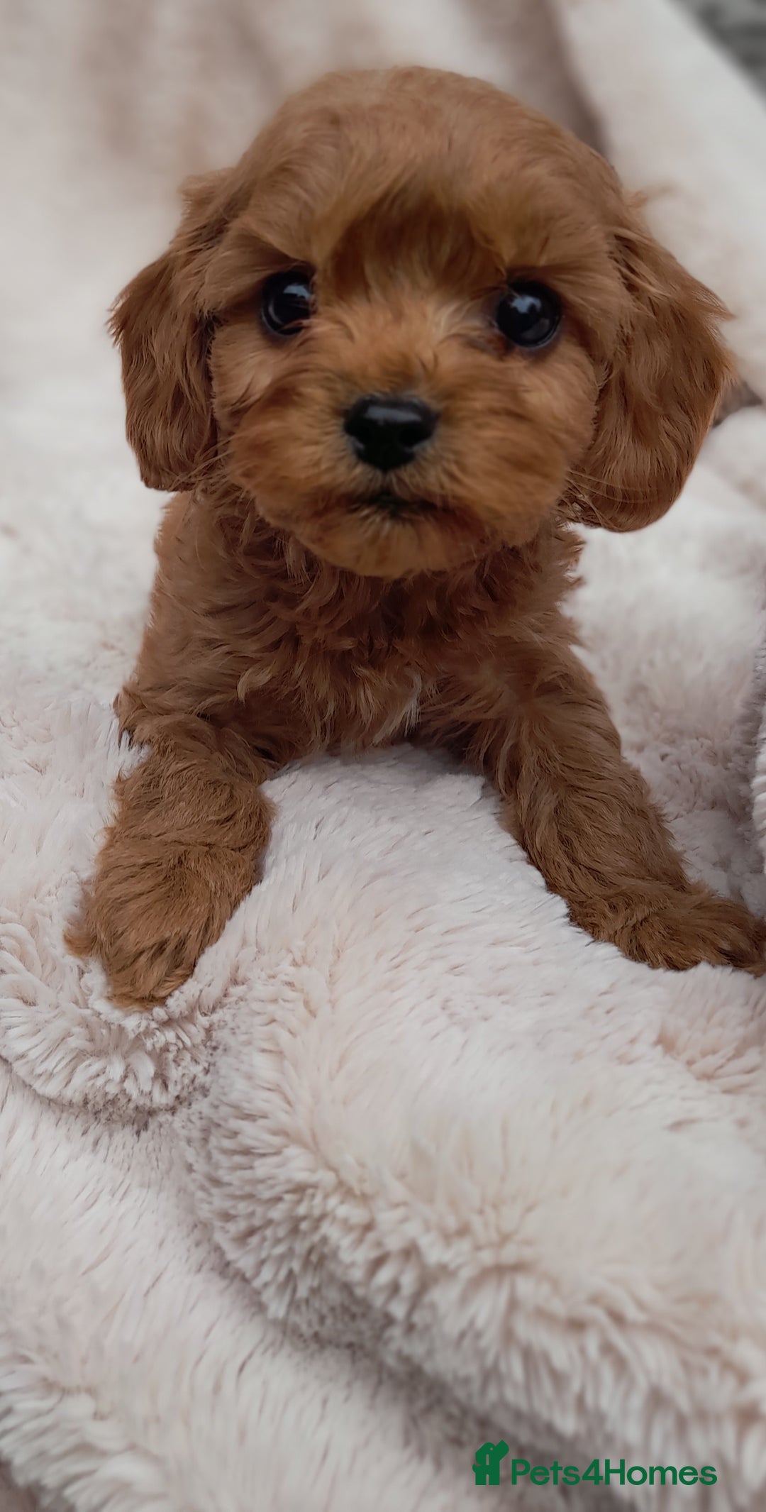 Cavapoo dogs for sale: Beautiful F1 Cavapoo Pups  - Image 1