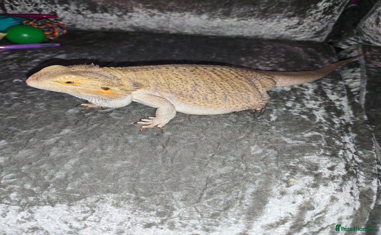 Bearded Dragon reptiles - Advert 1