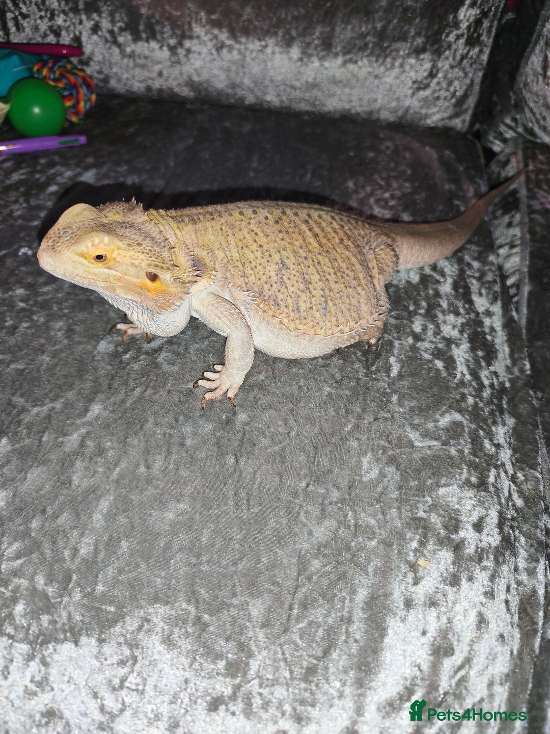 Bearded Dragon reptiles for sale: Male bearded dragon and setup - Image 1