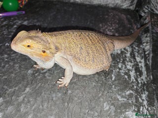 Bearded Dragon reptiles - Advert 8