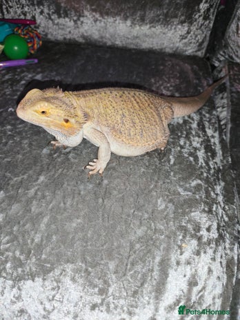 Bearded Dragon reptiles - Advert 1