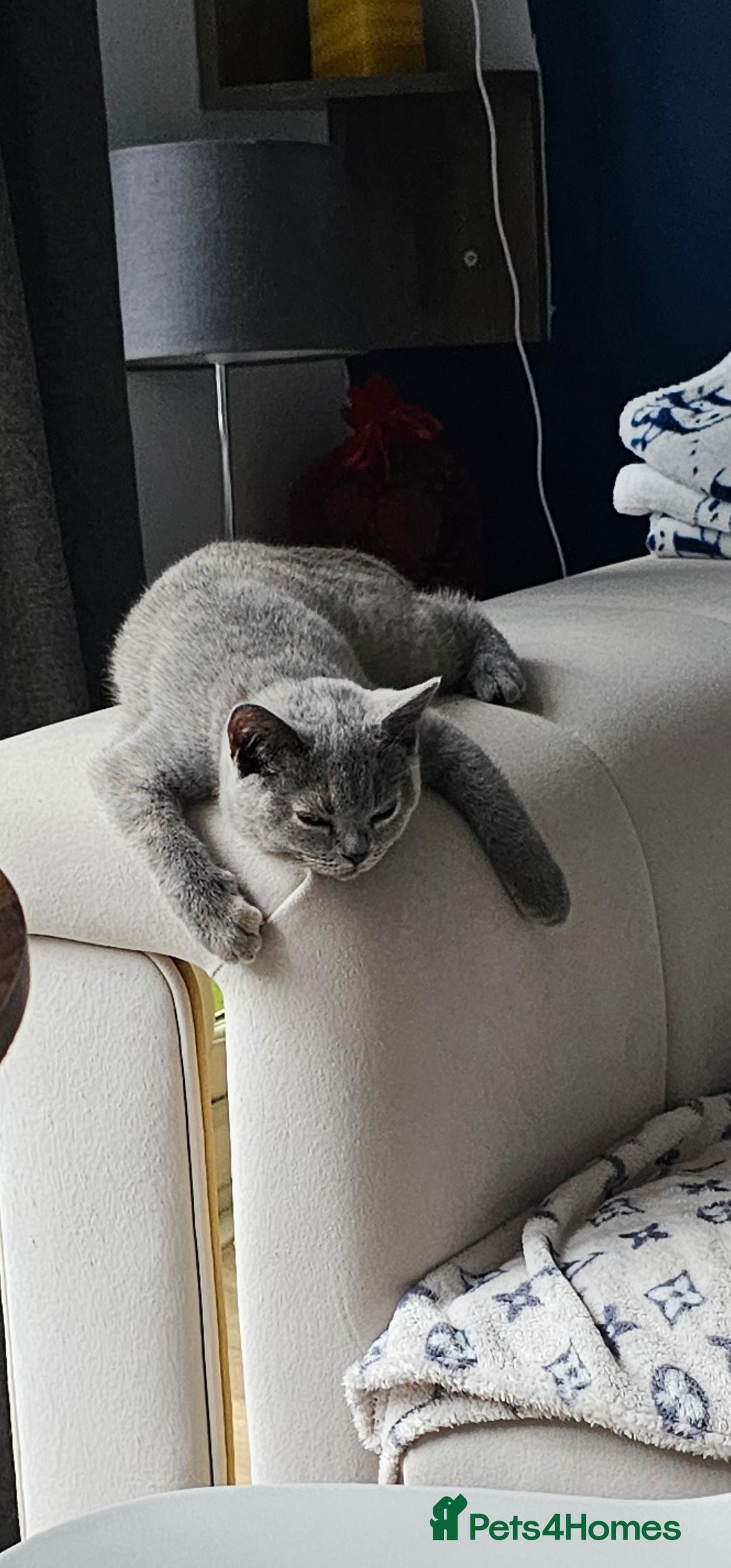 British Shorthair cats for sale: British Shorthair female - Image 4