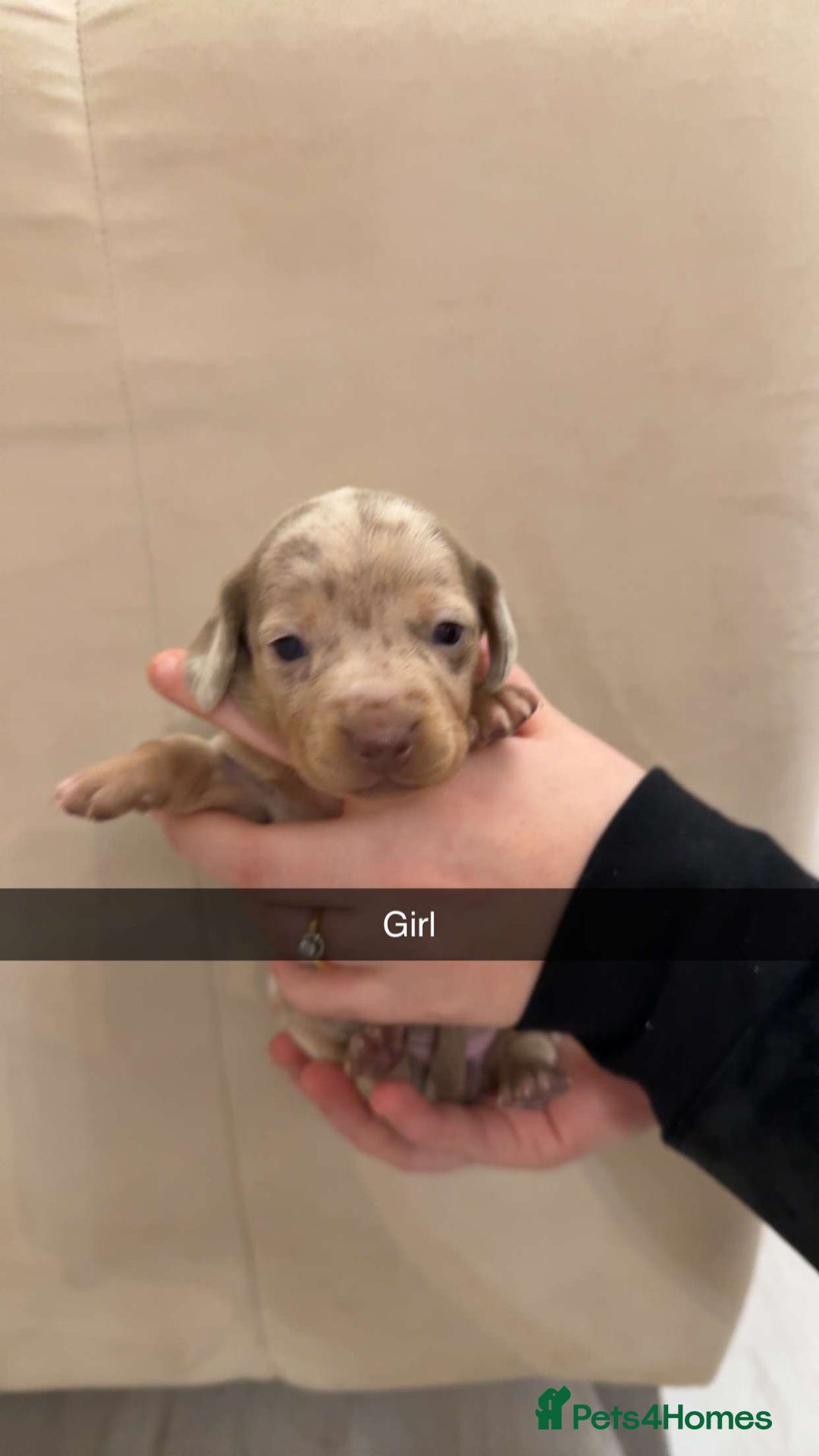 Miniature Dachshund dogs for sale: Miniature dachshund puppies - Advert 10