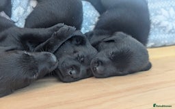 Labrador Retriever dogs for sale: 9 beautiful KC registered pedigree black lab pups - Image 6