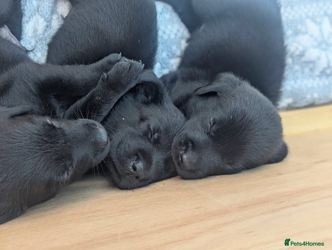 Labrador Retriever dogs for sale: 9 beautiful KC registered pedigree black lab pups - Image 6
