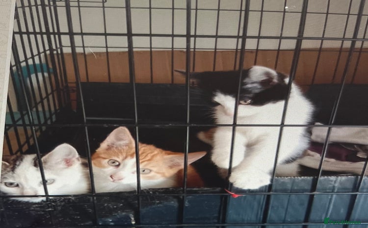 Mixed Breed cats - Advert 14