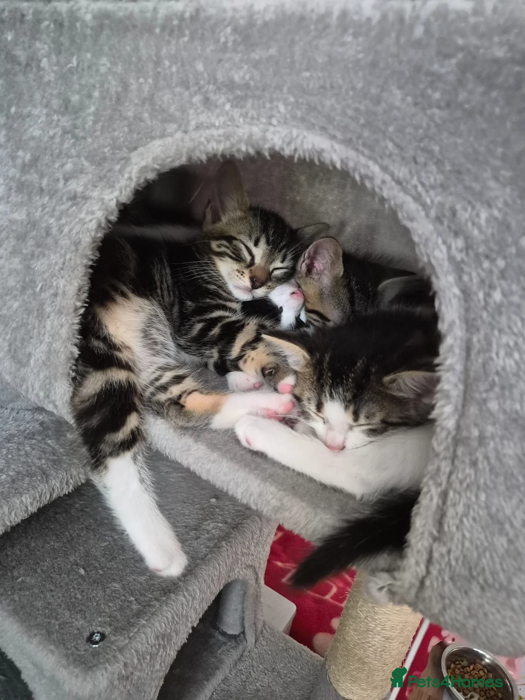 Mixed Breed cats for sale: Kittens, ready to go soon in Torquay - Advert 10
