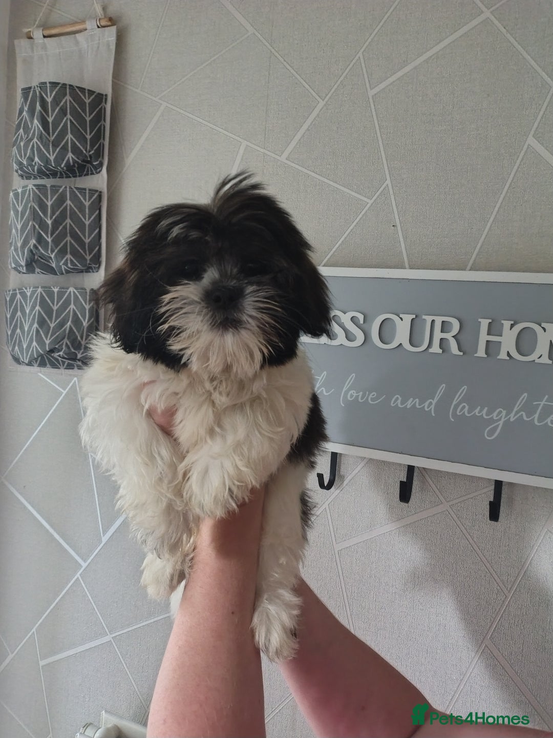 Zuchon dogs for sale: Shichon/zuchon puppies for sale  - Image 7