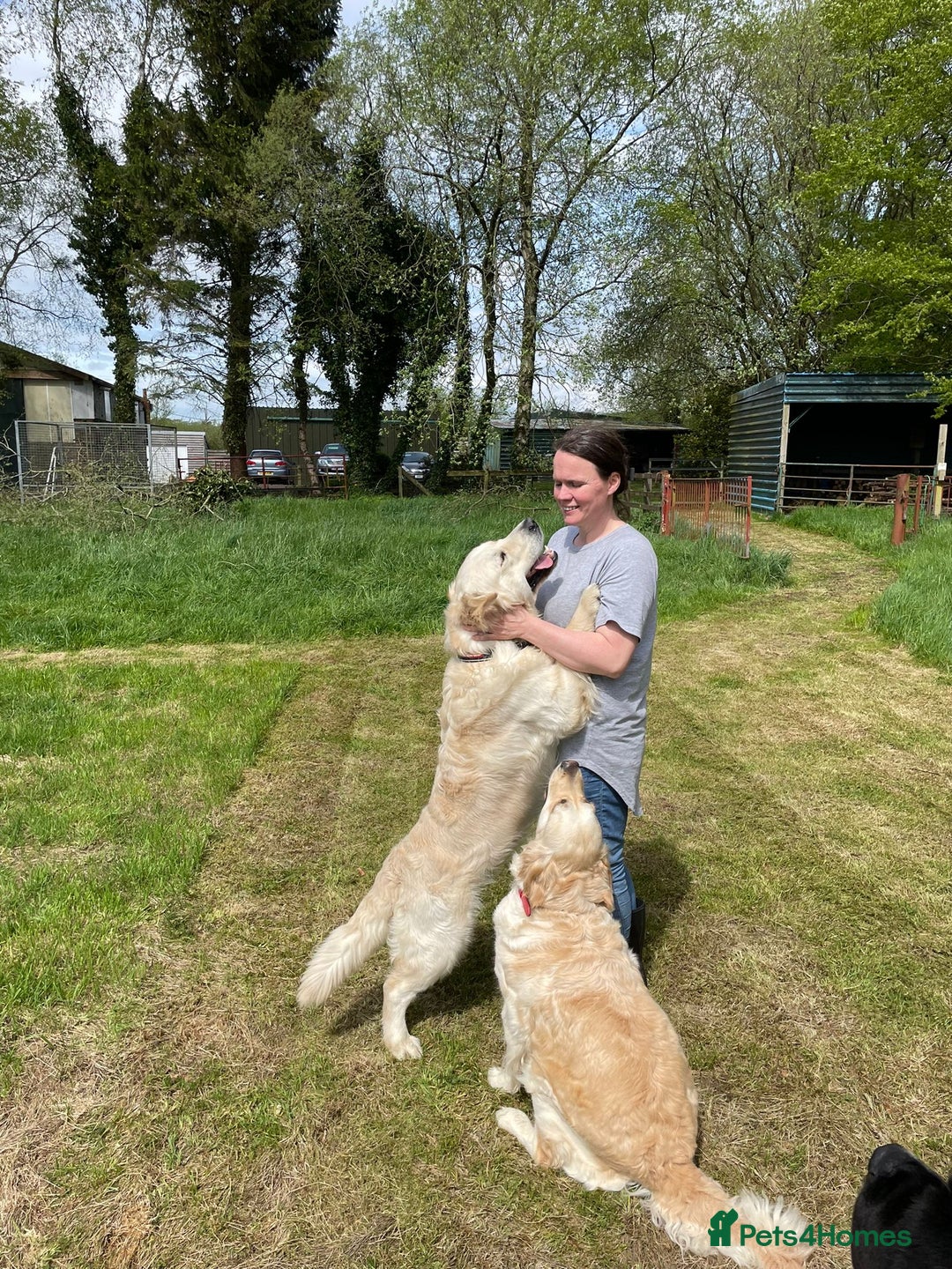 Golden Retriever dogs for stud: Kennel Club registered Golden Retriever - Advert 3
