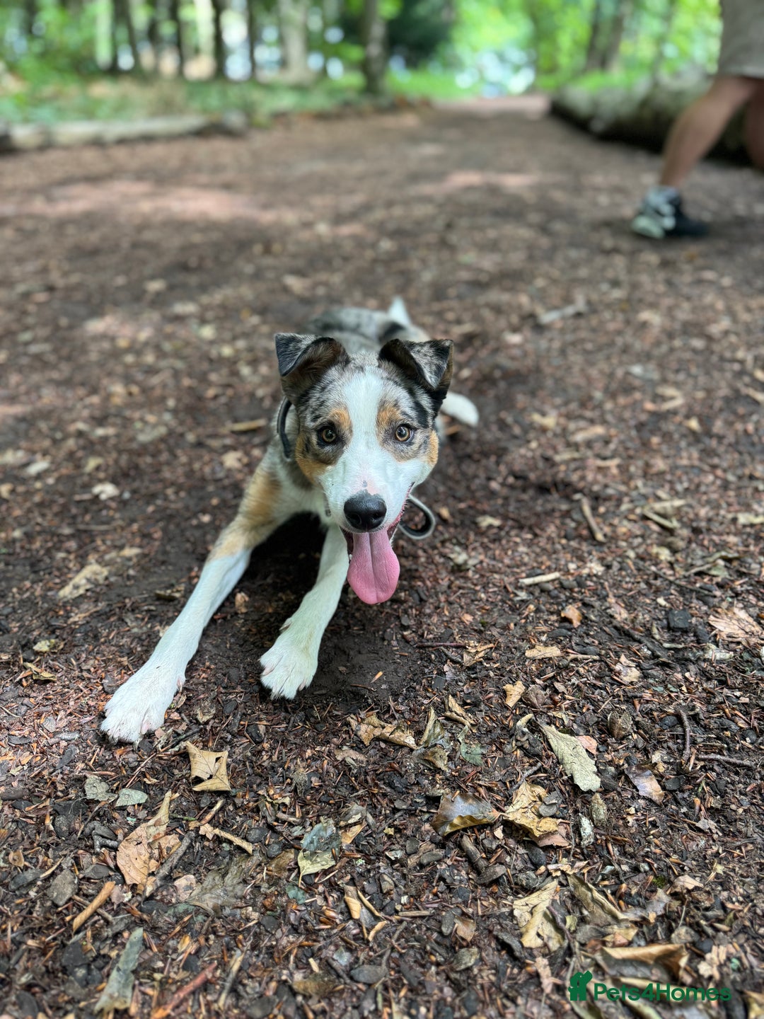 Welsh Collie dogs for sale: Welsh collie boy  - Image 1