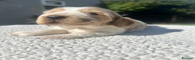 Cocker Spaniel 2