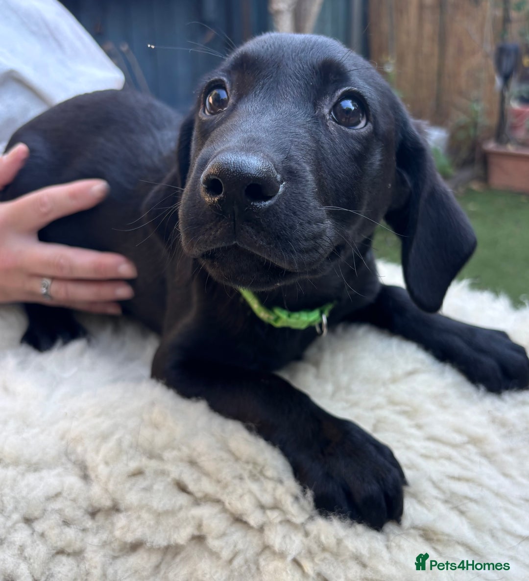 Mixed Breed dogs for sale: 3 Male, Black Labrador Cross puppies  - Image 6