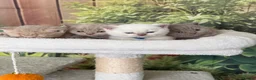 British Shorthair cats for sale: stunning british shorthair  - Advert 23