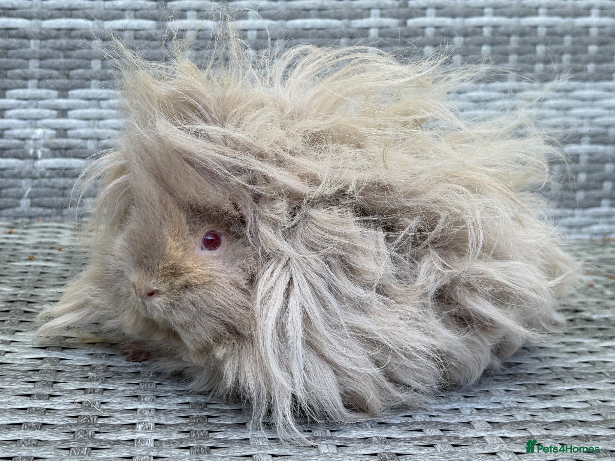 Guinea Pig rodents Purebred Lunkarya - Advert 1