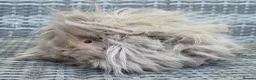 Guinea Pig rodents for sale: Purebred Lunkarya - Advert 9