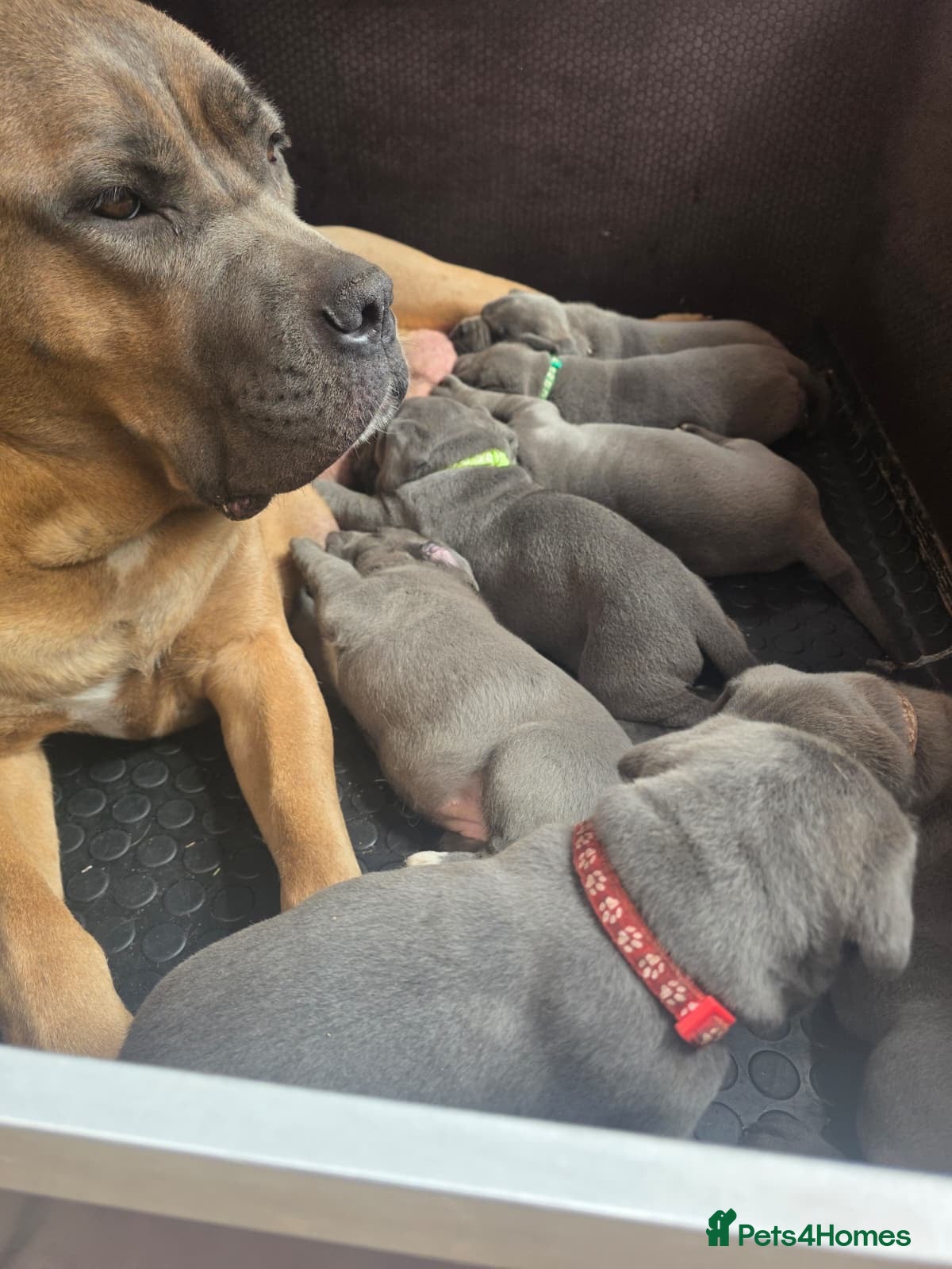 Cane Corso dogs 7 Blue Beautiful Cane Corso puppies 4 weeks old - Advert 5