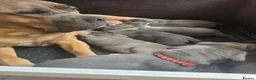 Cane Corso dogs for sale: 2 females left! Cane Corso puppies 9 weeks old - Advert 5