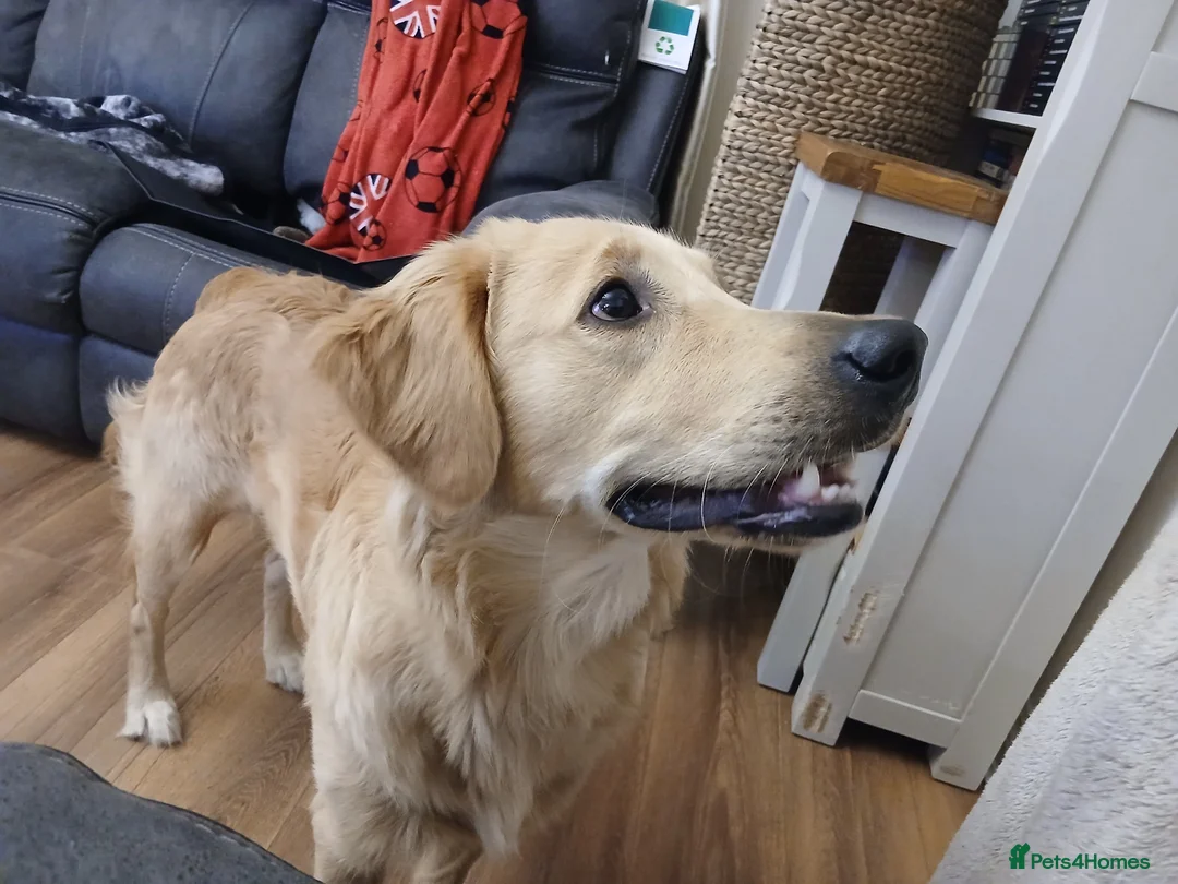Golden Retriever dogs for sale: Male Golden Retriever - Advert 4