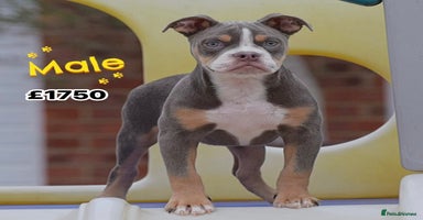 English Bulldog dogs - Advert 14