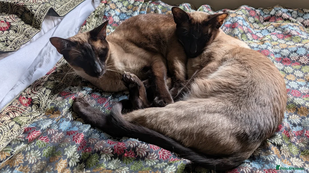 Siamese cats for sale: Gorgeous mum and daughter seal point siamese cats in Bath - Advert 1