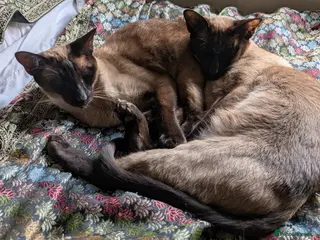 Siamese cats Gorgeous mum and daughter seal point siamese cats - Advert 1