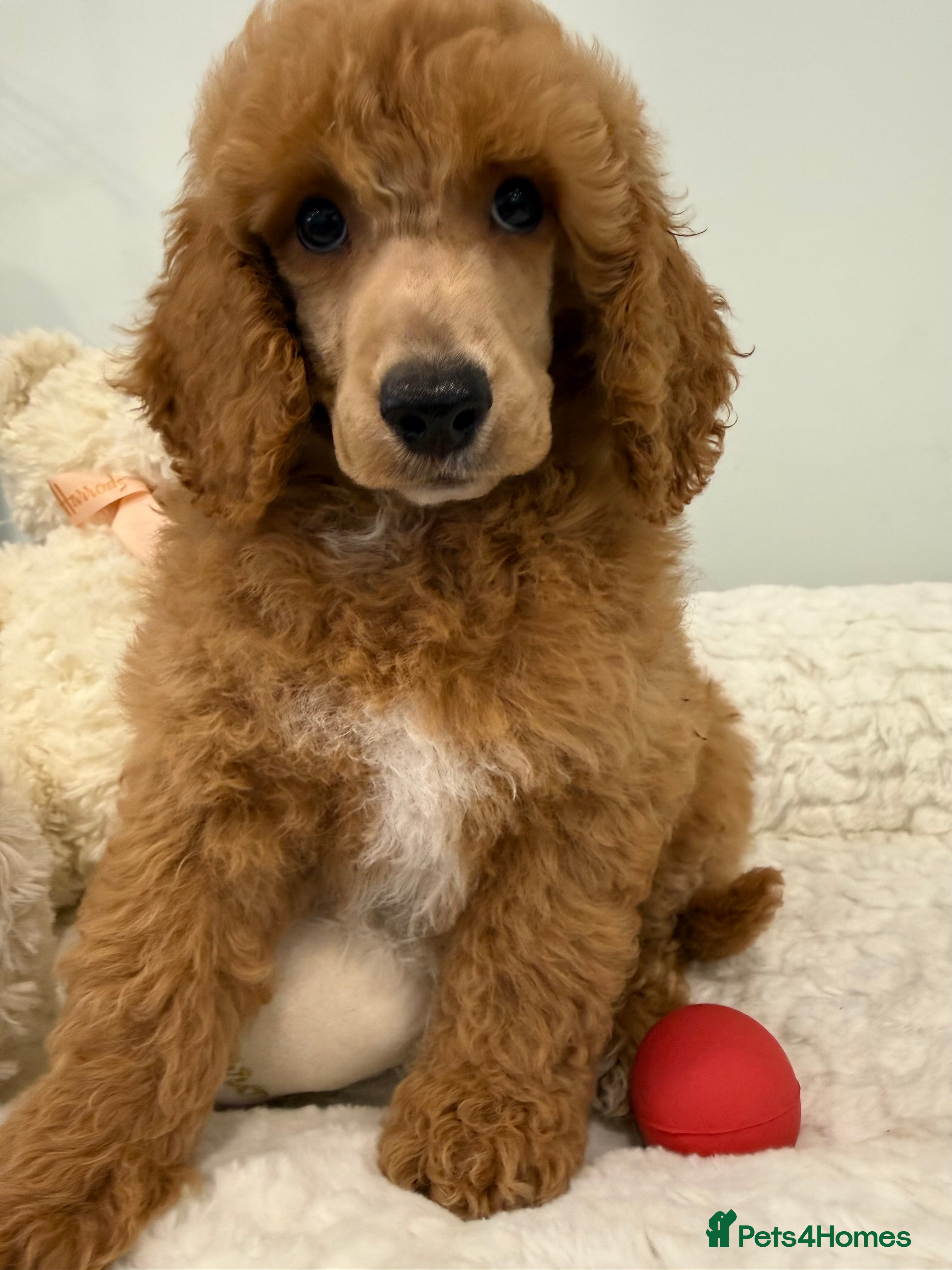 Miniature Poodle dogs Abstract Parti boys available.Full KC & DNA clear. - Advert 7