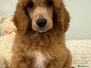 Miniature Poodle dogs Abstract Parti boys available.Full KC & DNA clear. - Advert 7