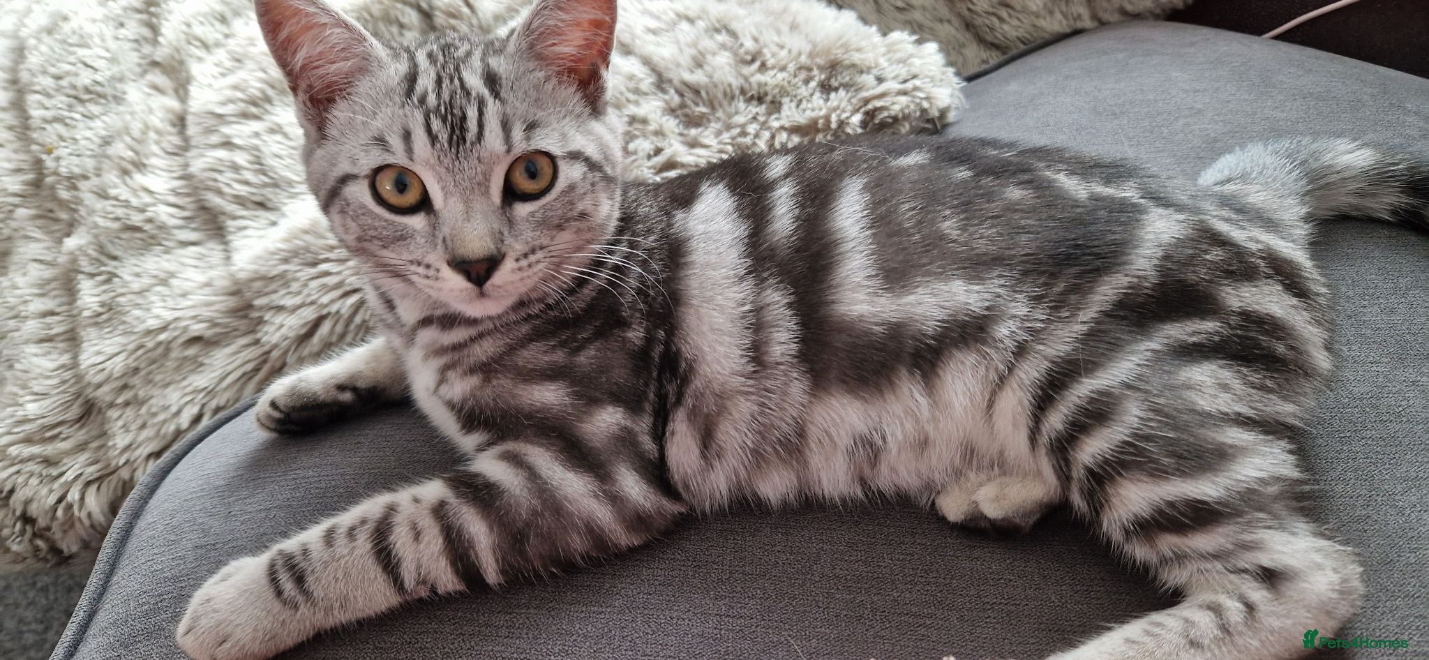 British Shorthair cats Lovely tabby mix kittens, one boy and one girl. - Advert 16