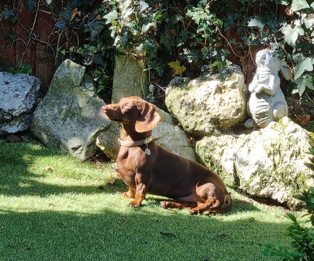 Miniature Dachshund dogs for stud: Mini smooth haired  - Image 3