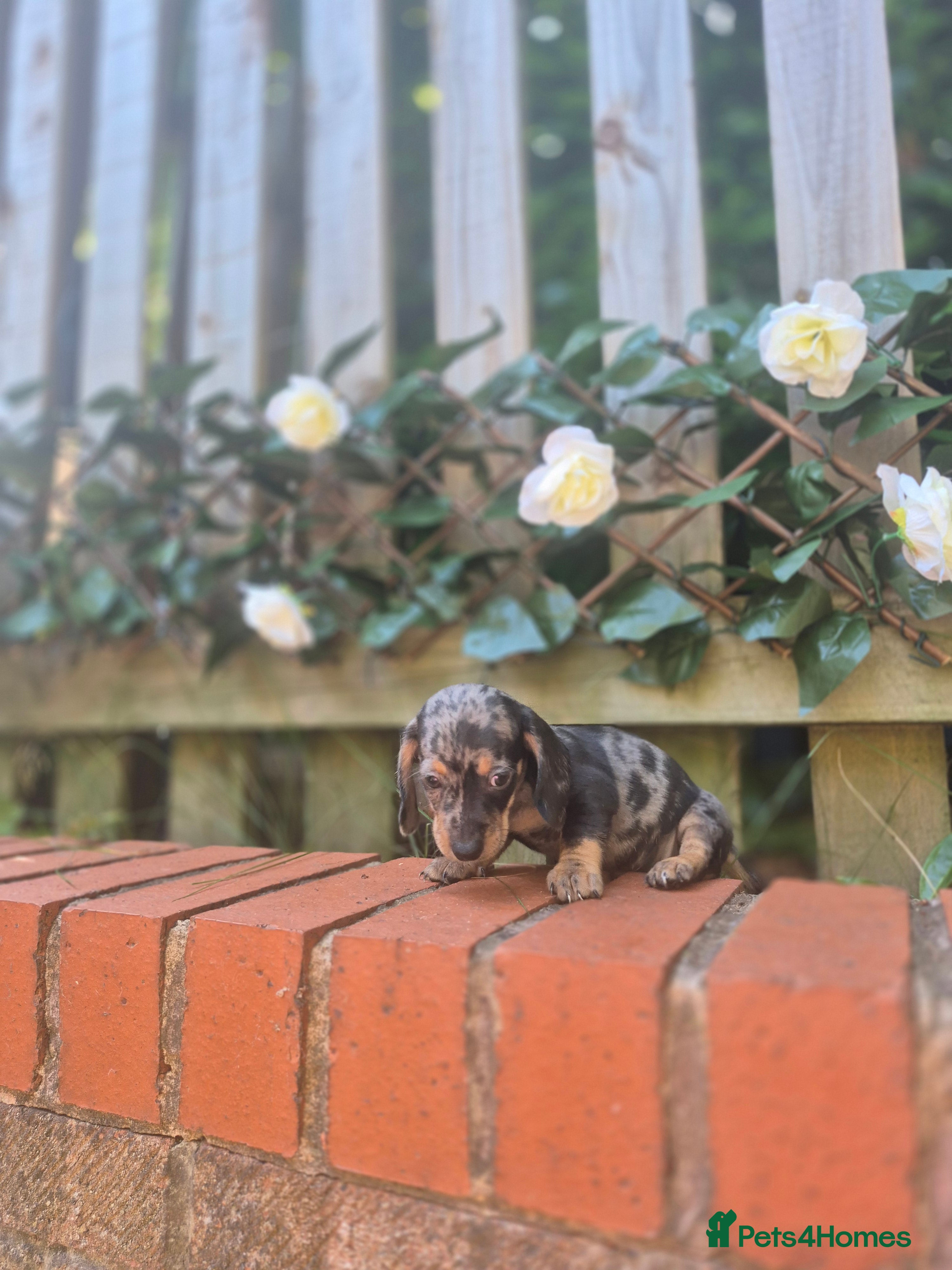 Dachshund dogs Outstanding Quality dauchaund Puppies-Loving Famiy - Advert 2