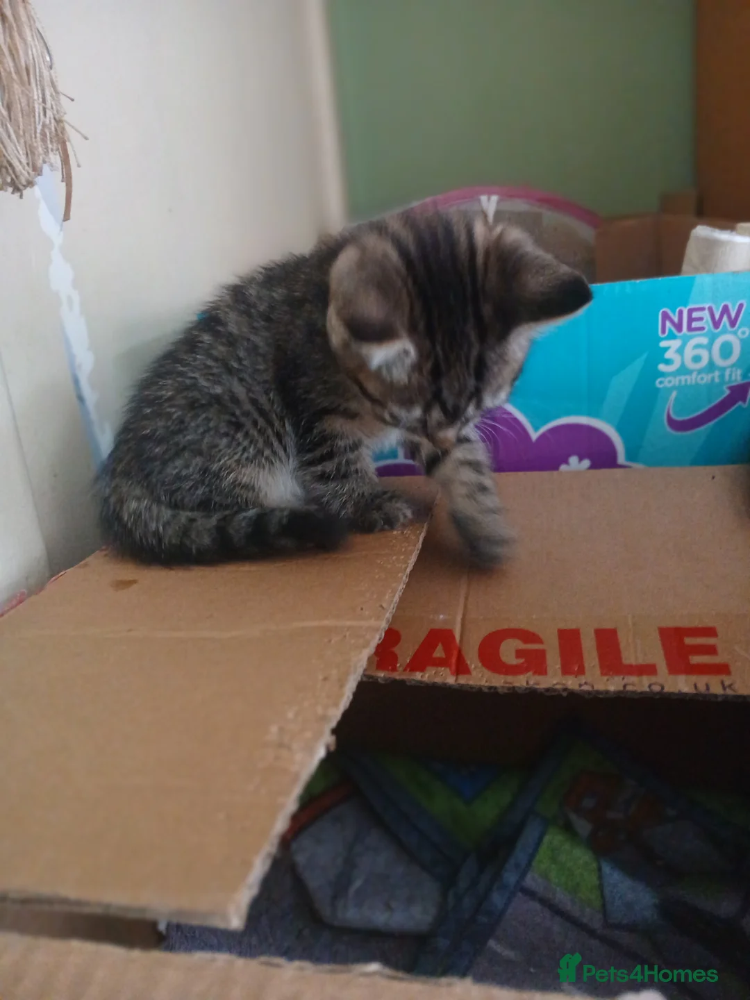 Bengal cats for sale: Beautiful mixed bengal kittens - Advert 11