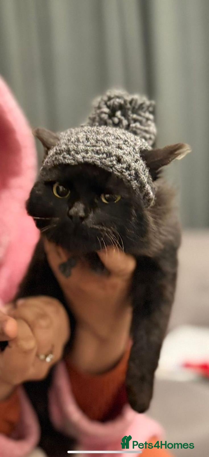 Mixed Breed cats Bingo the rescue cat needs her own home - Advert 3