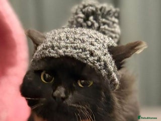 Mixed Breed cats Bingo the rescue cat needs her own home - Advert 3