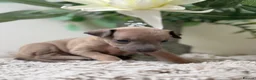 Italian Greyhound dogs for sale: KC registered Beautiful pups - Advert 3