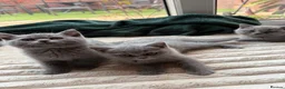 British Shorthair cats for sale: Four Gorgeous British Shorthair Kittens - Advert 3