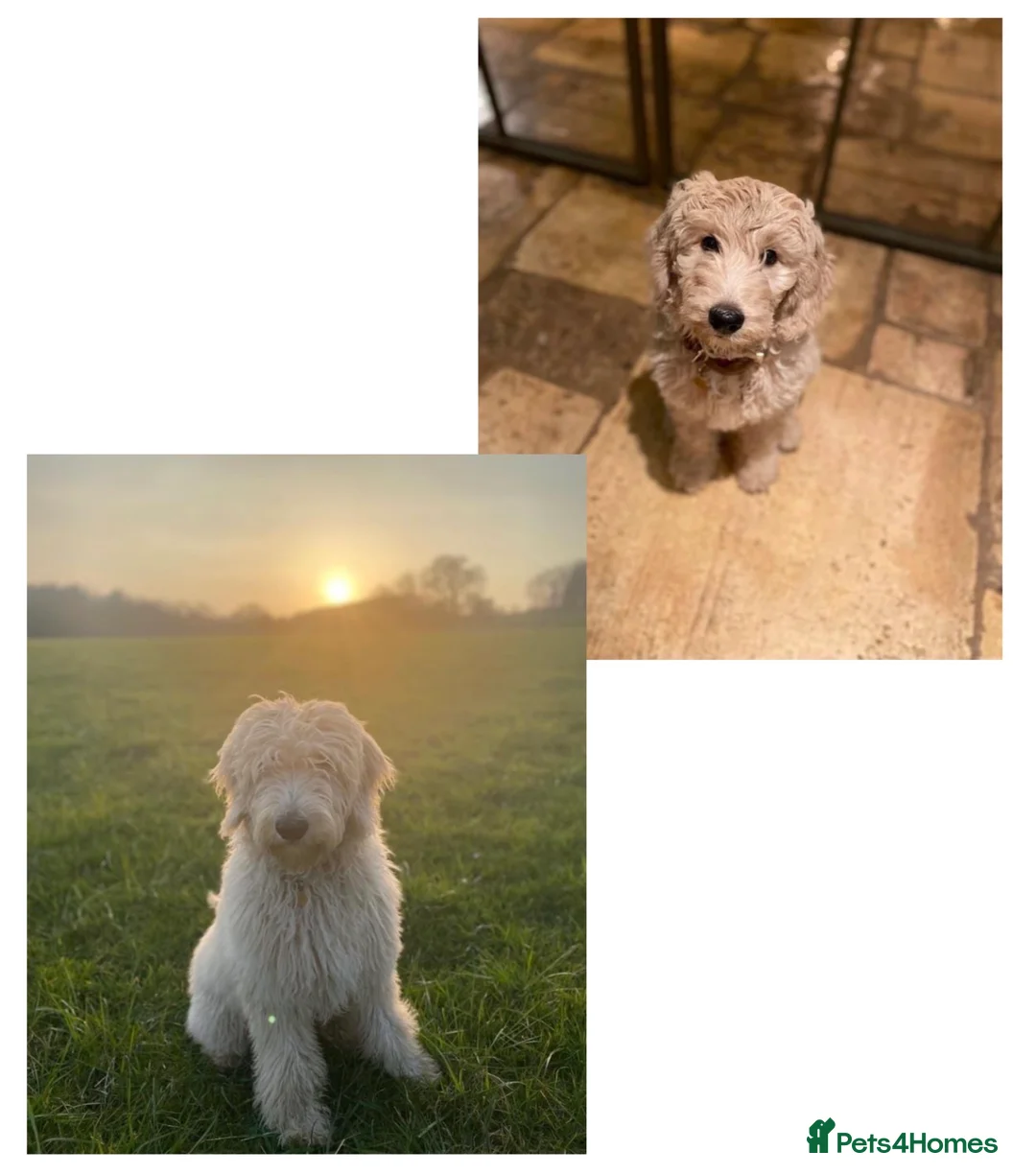 Goldendoodle dogs for sale: Trained, GoldenDoodle puppies - Advert 10