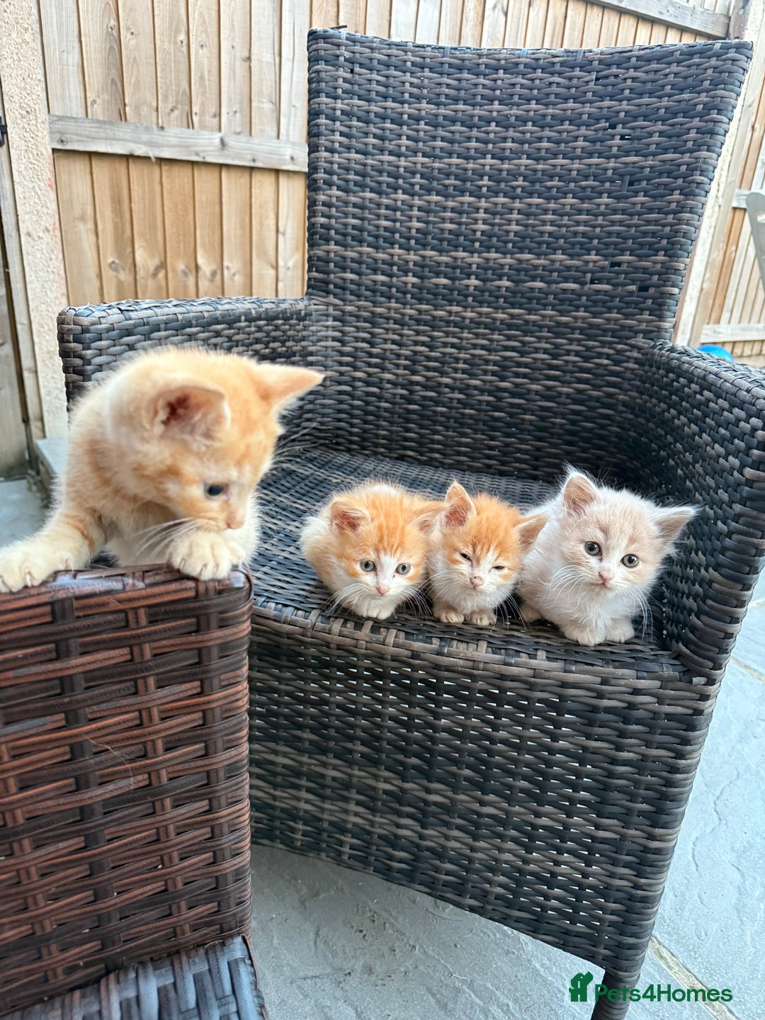 Exotic cats for sale: Ginger Kittens  - Image 2