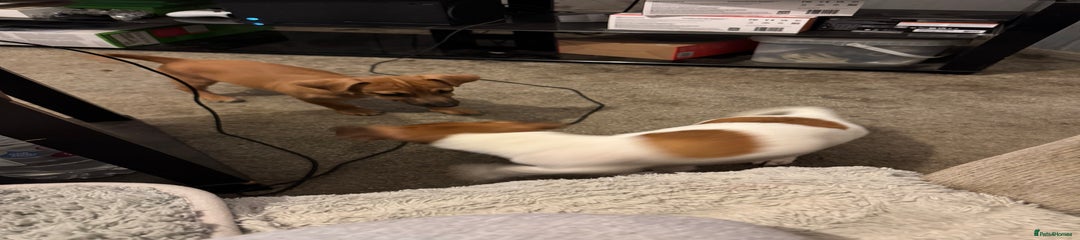 Jack Russell Puppy 3
