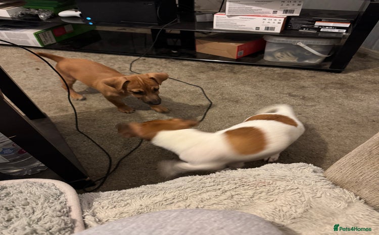 Jack Russell dogs - Advert 8